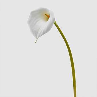 Цветок КАЛЛЫ CALLA SOFT RAMO Цветок КАЛЛЫ CALLA SOFT RAMO фабрика Abhika из Италии